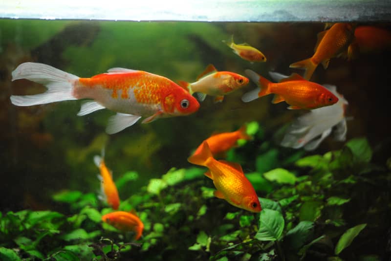 Fische im Aquarium Wichtiges auf einen Blick